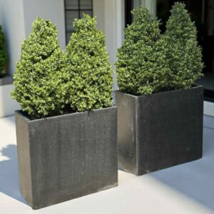 Buxbom | Pyramidform på äkta stam Grön UV 115 cm