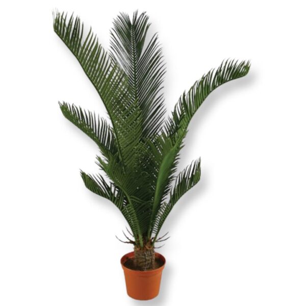Palm | Konstgjord Cycas grön UV 60 cm