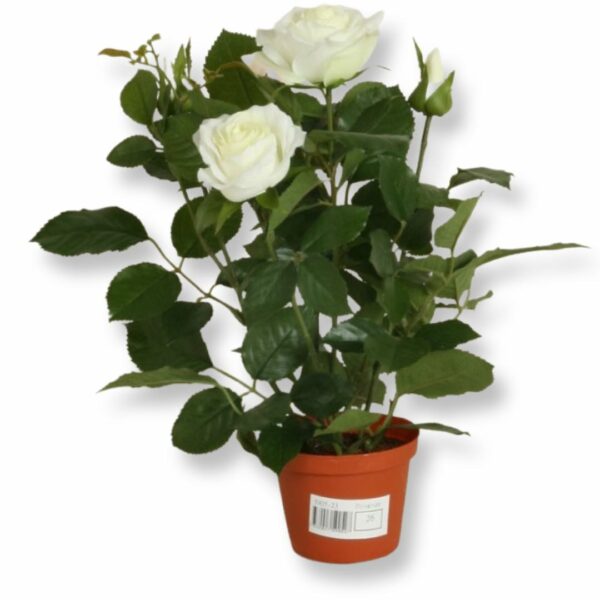 Rosor | Rosbuske vit 35 cm