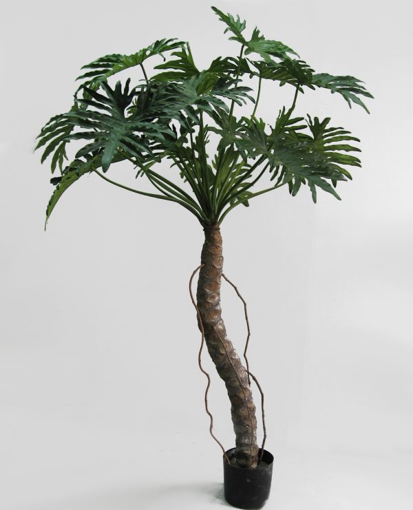 Philodendron 210 cm - Bild 2