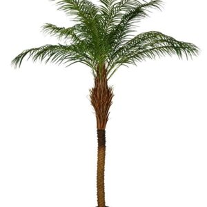 PALM | KANARIEPALMEN PHOENIX 230 CM