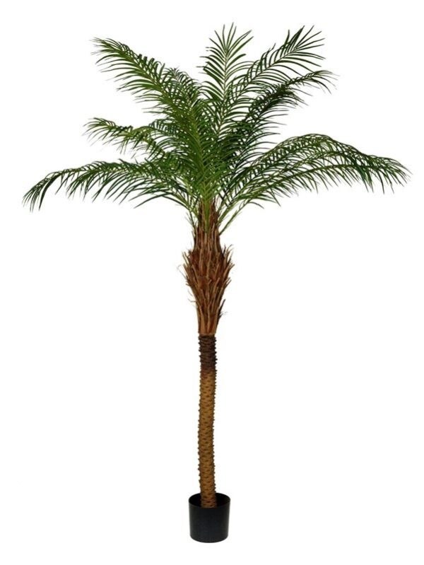 PALM | KANARIEPALMEN PHOENIX 230 CM