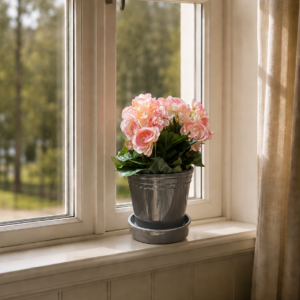 begonia rosa