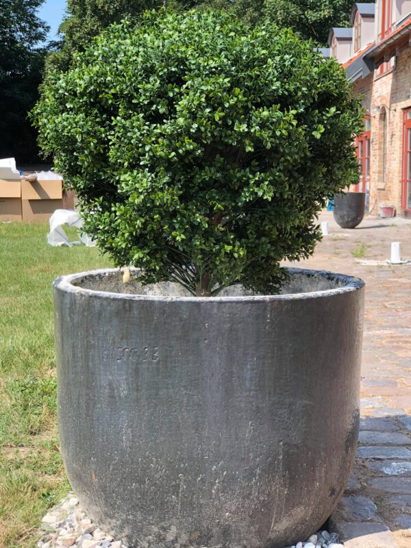 Boxwood | Buxbom Mega Boll UV 100 cm - Bild 4