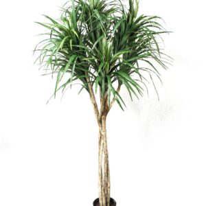 DRACENA | 160 CM
