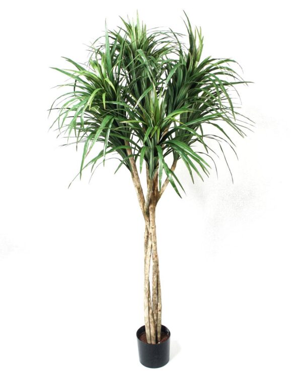 DRACENA | 160 CM