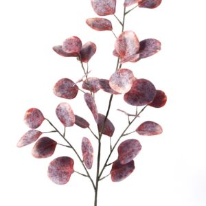 Eucalyptus kvist 87 cm