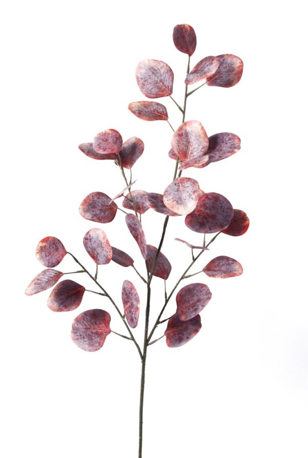 Eucalyptus kvist 87 cm