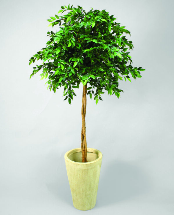 Fikus | Mini Natasja Grön äkta stam 170 cm - Bild 2