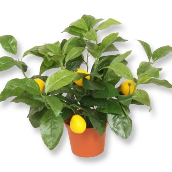 Citronträd | Konstgjord - Krukväxt 35 cm - Bild 2