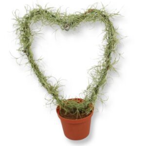 Hjärtformad klängväxt 35 cm