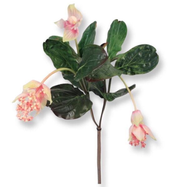 Medinilla | Rosenskärm Rosa 105 cm