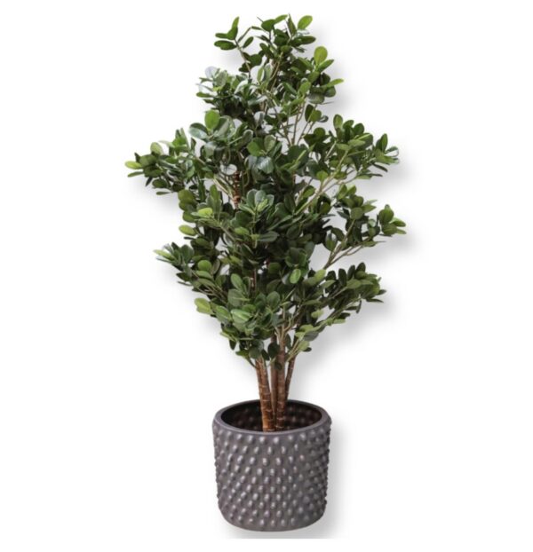 Fikus | Konstgjord Panda Grön UV 110 cm