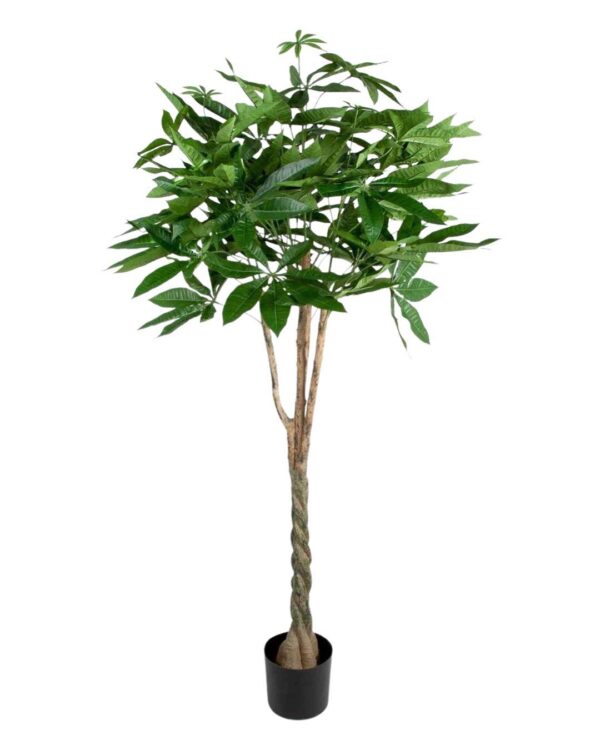 Pachira | Strandkastanj Grön Flätad Stam130 cm