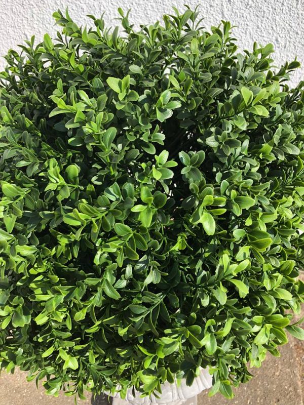 Boxwood | Buxbom Mega Boll UV 100 cm - Bild 3