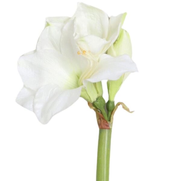 Vit Amaryllis snittblomma 50 cm