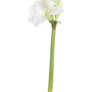 Vit Amaryllis snittblomma 50 cm