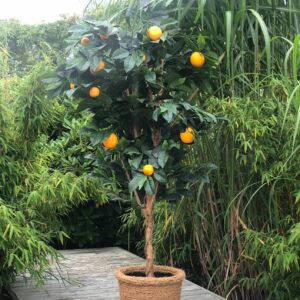 Konstgjord appelsinträd med äkta trädstam170 cm