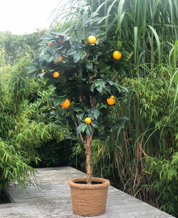 Konstgjord appelsinträd med äkta trädstam170 cm