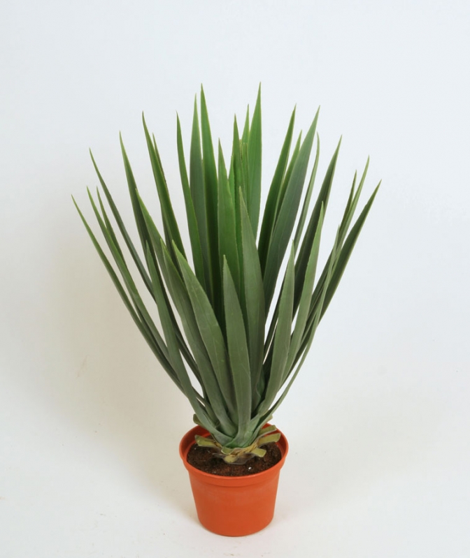 Palm Yucca baby 42 cm flower