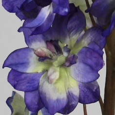 Riddarsporre 100 cm