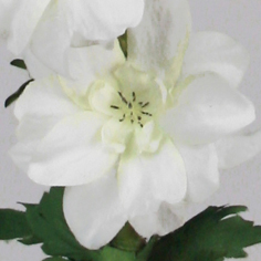 Riddarsporre 100 cm