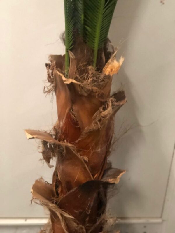 Palm | Konstgjord Cycas med äkta palmbark UV 150 cm - Bild 3