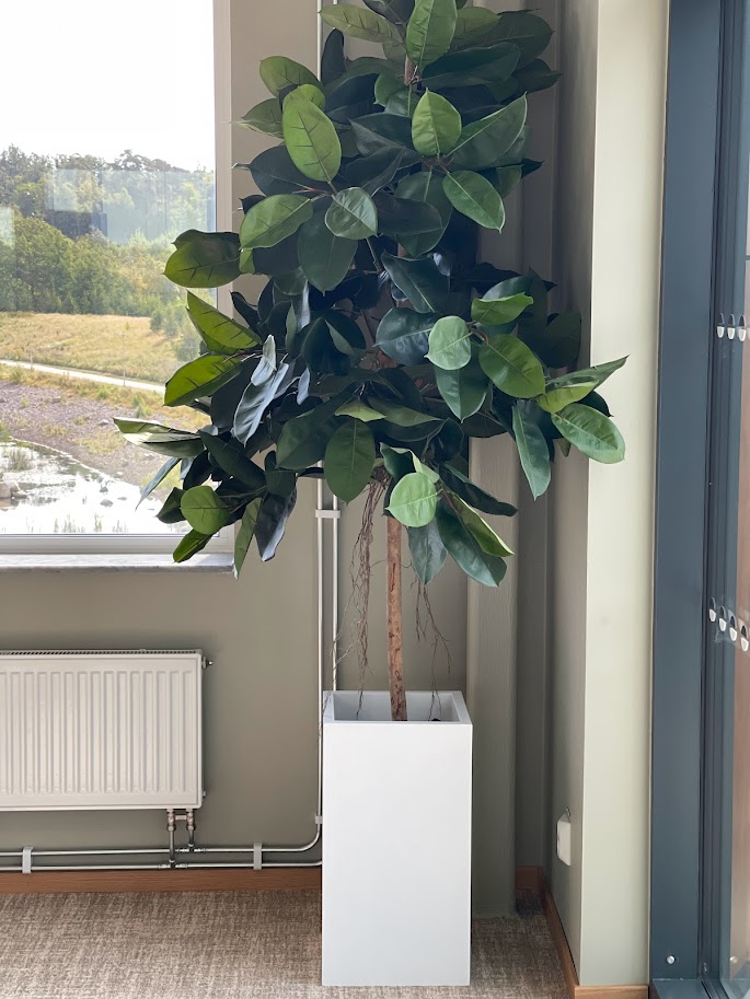 Fikus | Konstgjord Robusta äkta stam Grön UV 170 cm