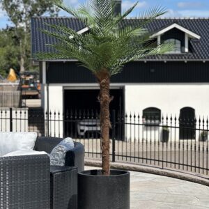 Palm | Konstgjord Kanarie äkta palmfaser UV 240 cm