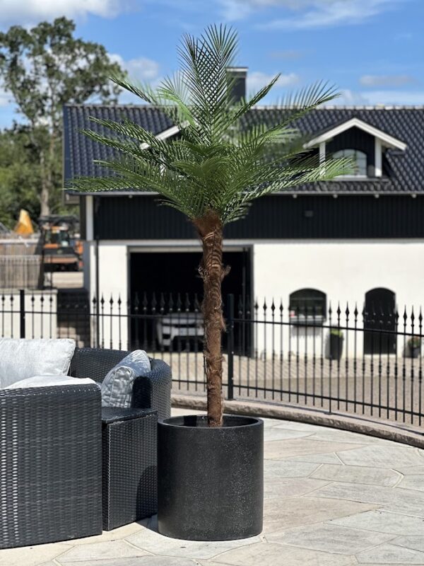 Palm | Konstgjord Kanarie äkta palmfaser UV 240 cm