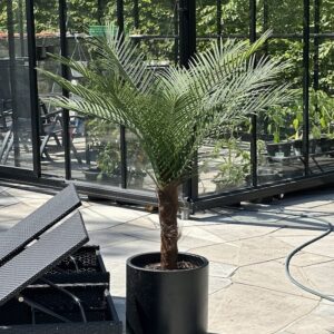 Palm | Konstgjord Kanarie äkta palmfaser Grön UV 150 cm