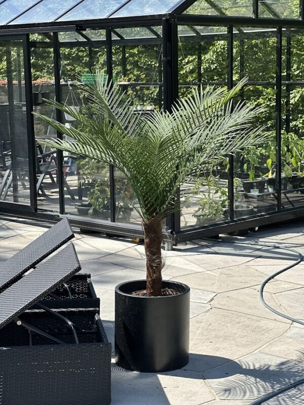 Palm | Konstgjord Kanarie äkta palmfaser Grön UV 150 cm