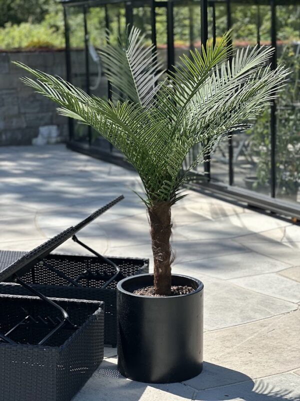 Palm | Konstgjord Kanarie äkta palmfaser Grön UV 150 cm - Bild 11