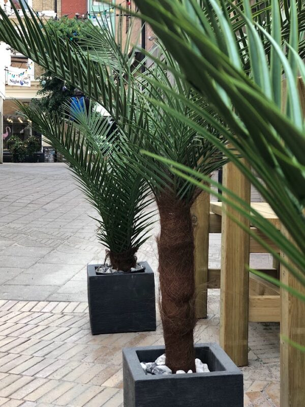 Palm | Konstgjord Kanarie äkta palmfaser Grön UV 150 cm - Bild 8