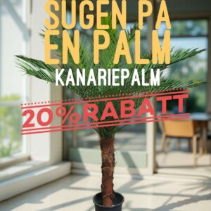 Kanariepalm 20% rabatt