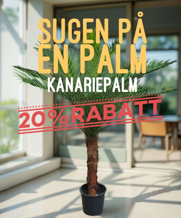 Kanariepalm 20% rabatt