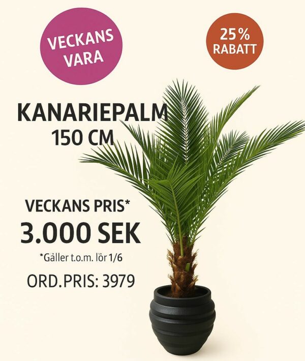 Palm | Konstgjord Kanarie äkta palmfaser Grön UV 150 cm - Bild 2