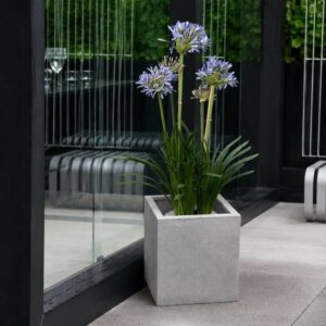 Afrikas Lilja | Konstgjord i kruka Blå 85 cm