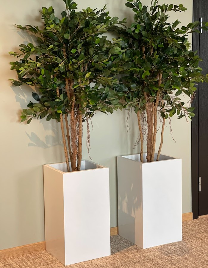 Fikus | Konstgjord Retusa äkta stam UV 170 cm - Bild 3