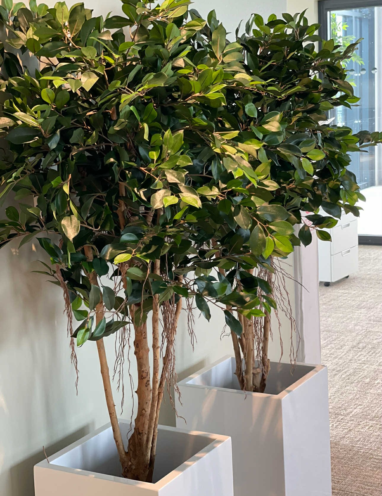Fikus | Konstgjord Retusa äkta stam UV 170 cm - Bild 4
