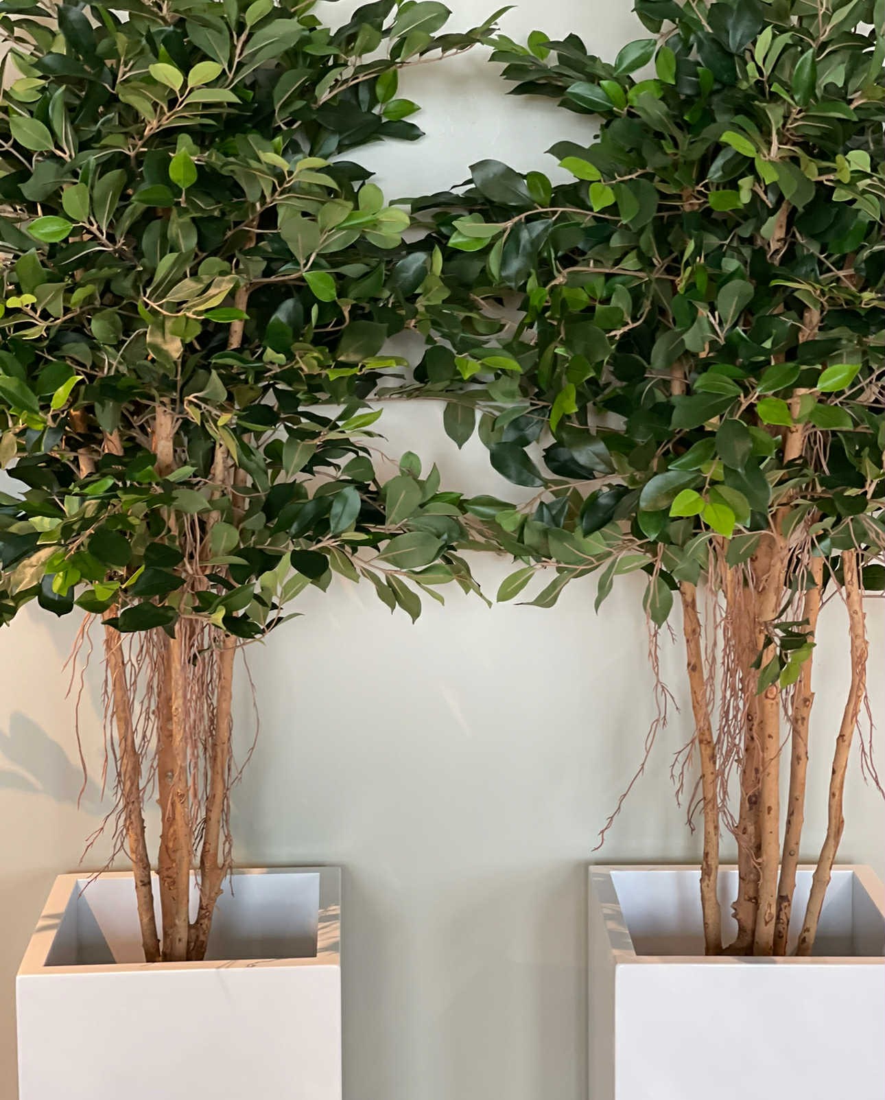 Fikus | Konstgjord Retusa äkta stam UV 170 cm