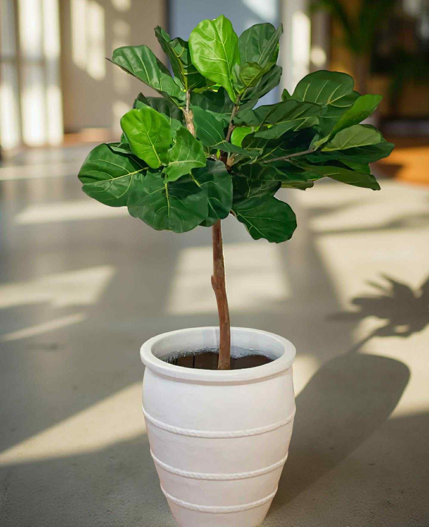 Fikus | Konstgjord Fiolfikus Grön äkta stam UV 140 cm - Bild 5