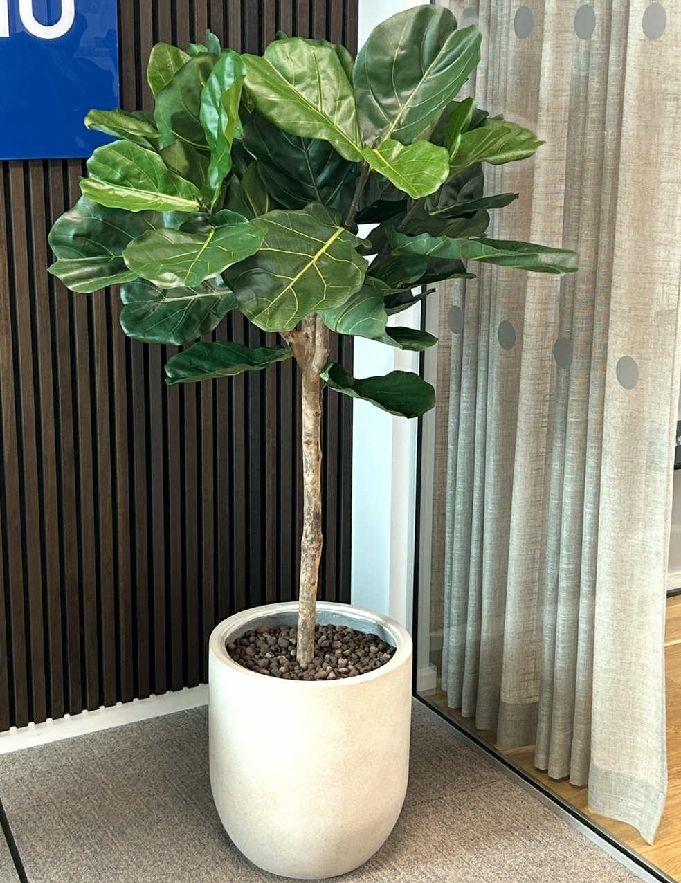 Fikus | Konstgjord Fiolfikus Grön äkta stam UV 140 cm - Bild 6