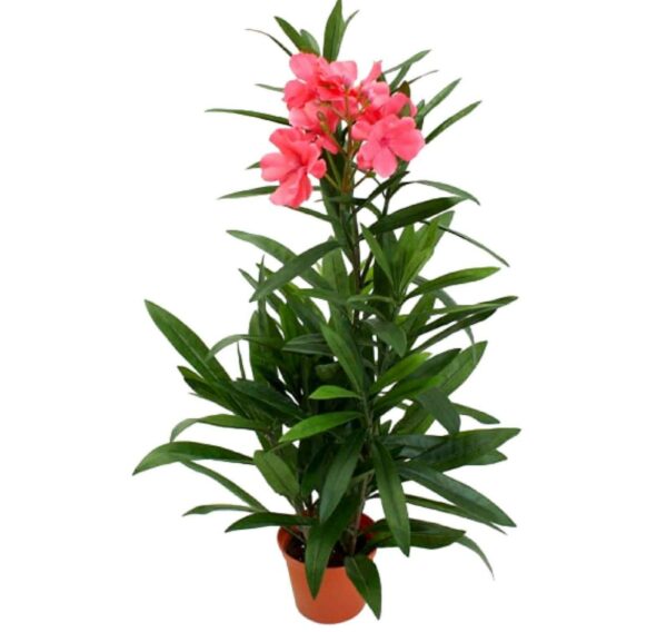Konstgjord rosa oleander