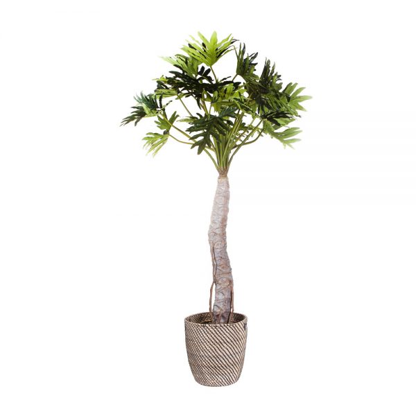 Philodendron 210 cm