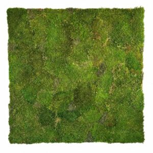 Mossvägg av äkta mossa 100x100 cm (1kvm)