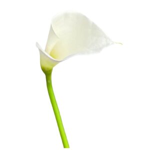 Konstgjord vit Calla snittblomma 80 cm