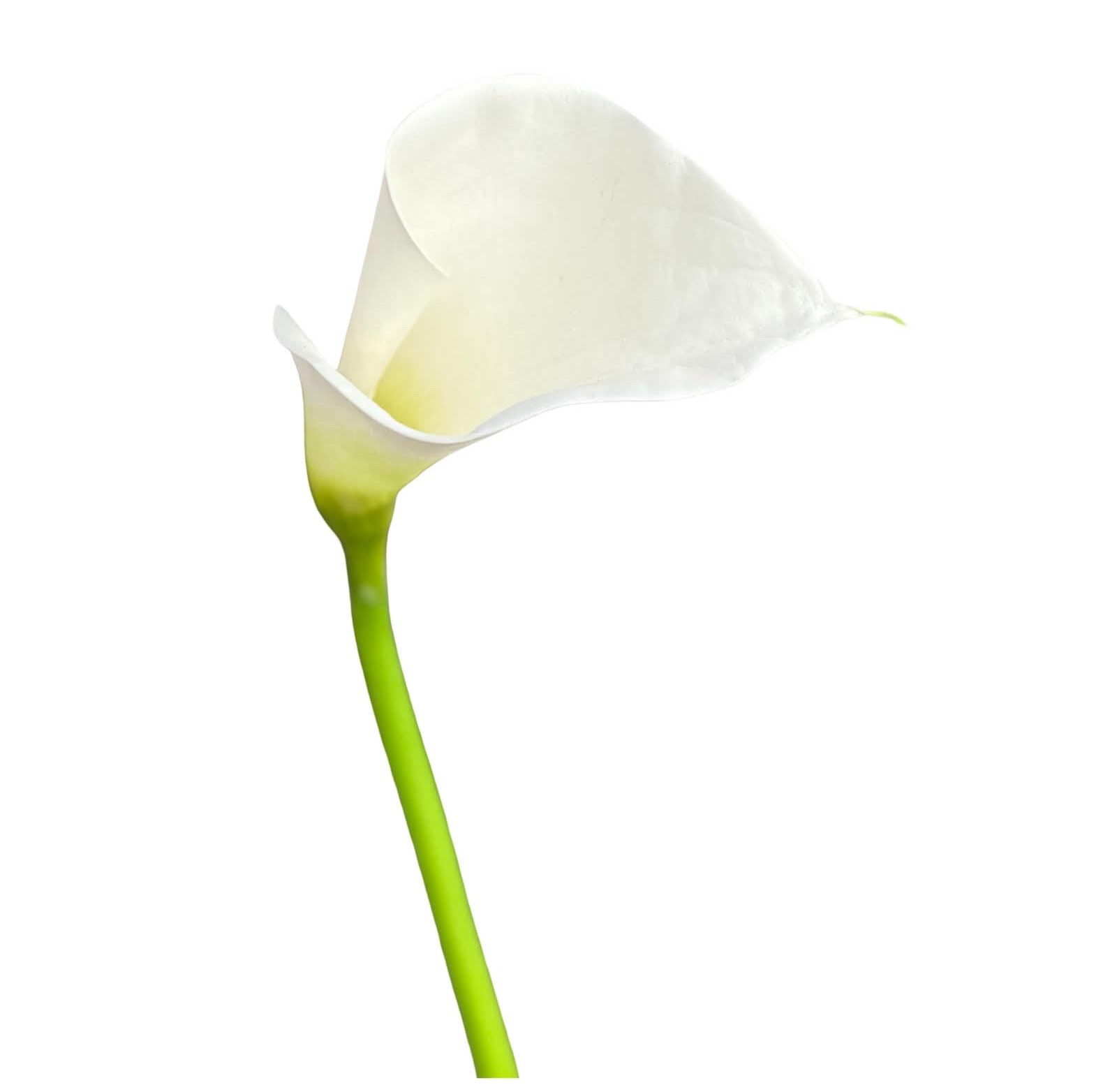 Konstgjord vit Calla snittblomma 80 cm