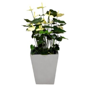 Anthurium | Konstgjord Rosenkalla stor creme 80 cm