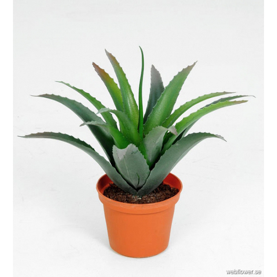 Agave kaktus baby 40 cm flower